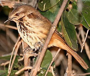 Tropfenr&ouml;tel, Cichladusa guttata, Spotted Morning Thrush